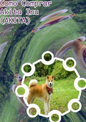Akita criptomoeda