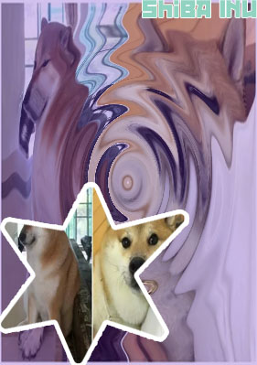 Shiba inu preço criptomoeda